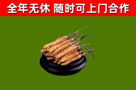 安多回收散虫草