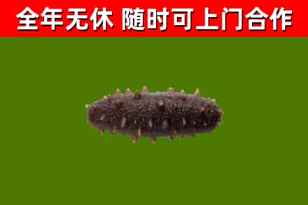 安多回收海参干